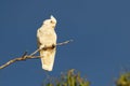 Little Corella - Cacatua sanguinea bird - feeding on the branch near Melbourne, Australia