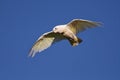 Little Corella - Cacatua sanguinea bird - feeding on the branch near Melbourne, Australia