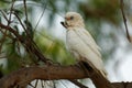 Little Corella - Cacatua sanguinea bird - feeding on the branch near Melbourne, Australia