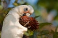 Little Corella with cone.