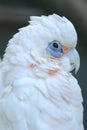 Little corella