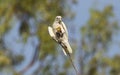 Little Corella eating a melon Royalty Free Stock Photo