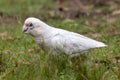 Little Corella Royalty Free Stock Photo