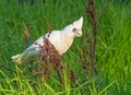 Little Corella Feeding