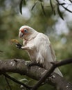 A little corella feeding in a tree