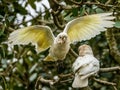 Little Corella Flying In Royalty Free Stock Photo