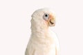 Little Corella isolated