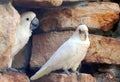 Little Corella left and Umbrella Cockatoo right