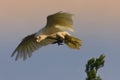 Little Corella parrots