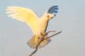 Little Corella