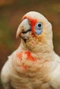 Little corella