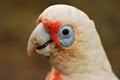 Little corella