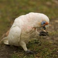 Little corella