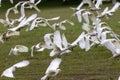 Little Corella`s