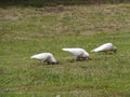 Little Corellas on the grass