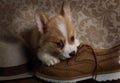 Little Corgi puppy chewing on Shoe Royalty Free Stock Photo