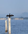 A Little Cormorant