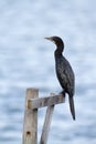 Little cormorant in Batticaloa, Sri Lanka Royalty Free Stock Photo