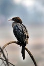 Little cormorant bird