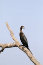 Little cormorant bird