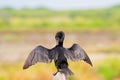 Little Cormorant bird, black seabird spreading wings, preening i