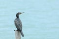 Little Cormorant Bird perching on log as background Royalty Free Stock Photo