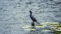 Little Cormorant bird Resting and Keep an eye out on Wooden pole