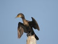 Little cormorant bird standing on the pillar of cement