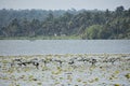 Little Cormorant birds flying out of the water in a group