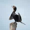 Little Cormorant Royalty Free Stock Photo