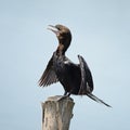 Little Cormorant