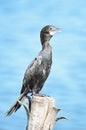 Little Cormorant Royalty Free Stock Photo