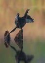 a Little Cormorant on Calm Water
flapping its wings in front of a lake Royalty Free Stock Photo