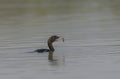 Little Cormorant Microcarbo niger Tossing Fish In Lake. Royalty Free Stock Photo