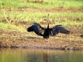 The little cormorant is about 50 centimetres long and only slightly smaller than the Indian cormorant Royalty Free Stock Photo