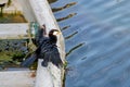 Little Cormorant Dries Its Wings In Polluted Marina