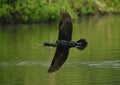 indian cormorant habitat in a field Royalty Free Stock Photo