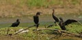 Little cormorant habitat in a field Royalty Free Stock Photo