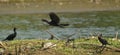 Little cormorant habitat in a field Royalty Free Stock Photo