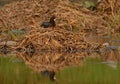 Little cormorant habitat in a field Royalty Free Stock Photo