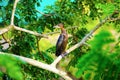 Little Cormorant or Javanese Cormorant - Microcarbo niger Royalty Free Stock Photo