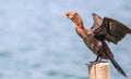 Little cormorant or Javanese cormorant