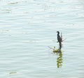 A Little Cormorant - Microcarbo Niger - in Backwaters in Kerala, India Royalty Free Stock Photo