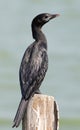 Little cormorant Microcarbo niger