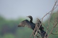 Little Cormorant Microcarbo niger drying wings