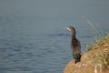 Little cormorant Microcarbo niger in the Hiran river.