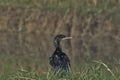 Little Cormorant Microcarbo niger Looking.