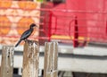 Little Cormorant (Microcarbo niger) in Lowland Nepal