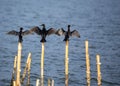 Little Cormorant (Microcarbo niger) in Lowland Nepal