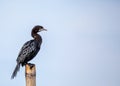 Little Cormorant (Microcarbo niger) in Lowland Nepal